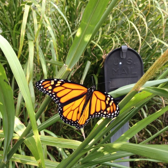 Meet your Posher, Amy Kathleen ๐ Posh Ambassador ๐ - Picture 9 of 10